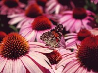 Fingerspiel: Von der Raupe zum Schmetterling