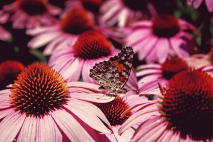 Fingerspiel für den Frühling + Sommer: Von der Raupe zum Schmetterling