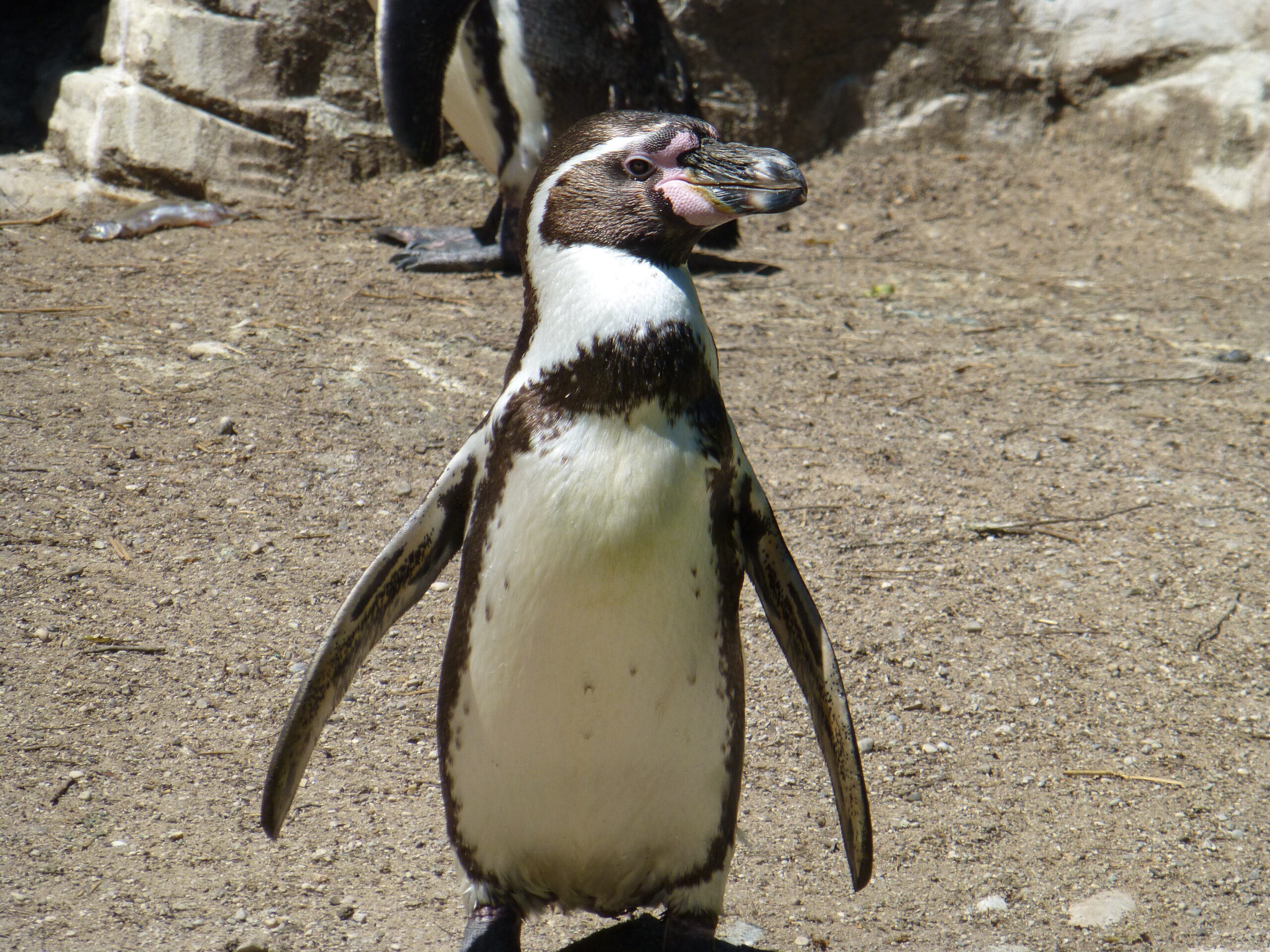 5 kleine Pinguine