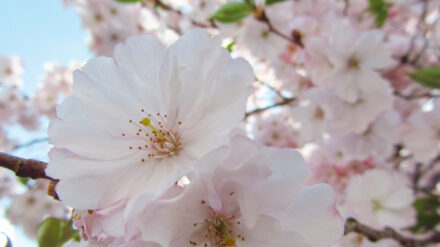 Ein März-April-Mai Blumenstrauß für DICH und DICH und DICH….