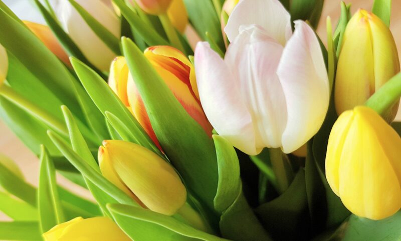 Fingerspiel für die Kleinsten im Frühling: Fünf Tulpen blühen