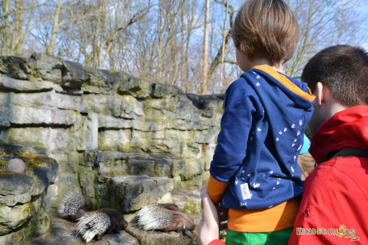 Fuchs & Kiwi Berlin Kinderkleidung Kindermode Hoodie Kinder Mama Schwalben Tierpark Berlin