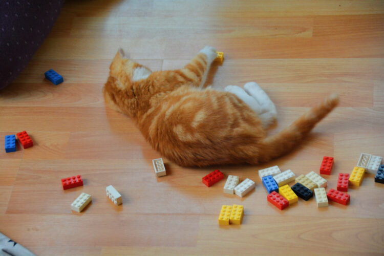 Katze spielt mit Lego
