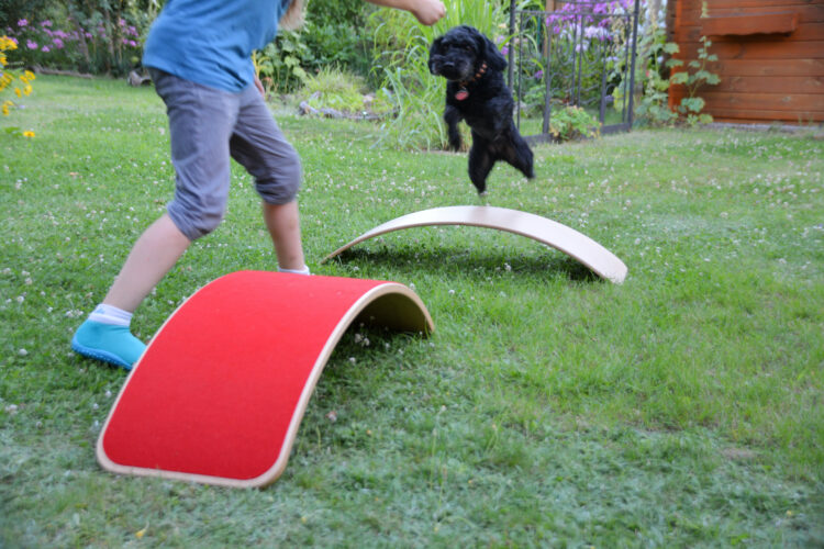 Balance-Boards werden zum Hunde-Parcours