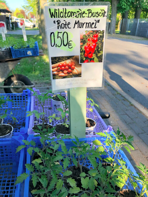 Tomatenpflanzen kaufen Falkensee
