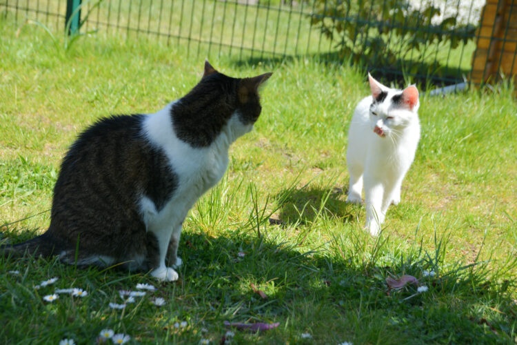 Katzen-Tag im Garten