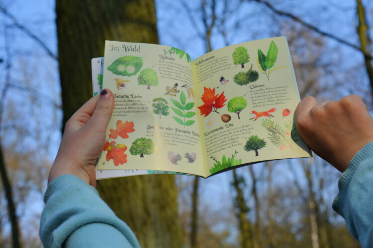 Naturführer Kindersachbuch Bäume