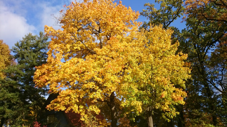 Herbstbaum Herbstgedichte Novembersturm Schnupfenzeit