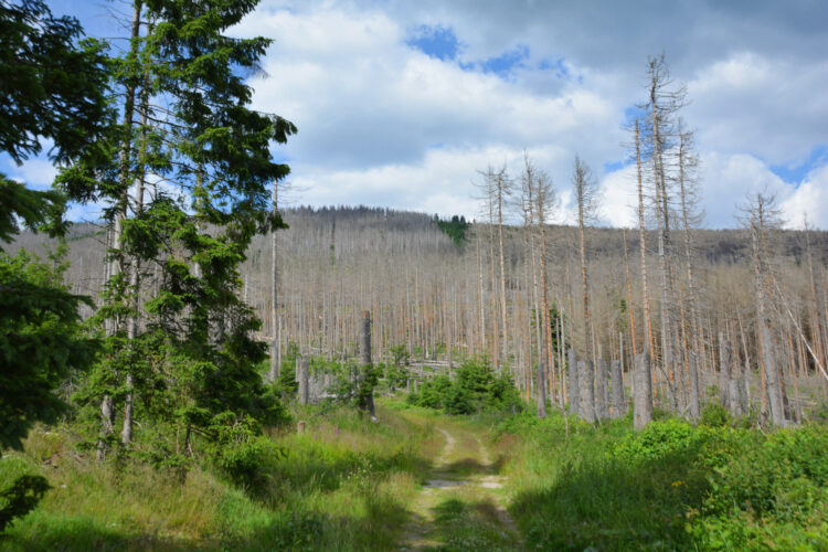 Nationalpark Harz tote Bäume